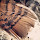Bird feathers of Germany, Belgium & the Netherlands