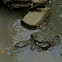 Ecuadorian Snapping Turtle