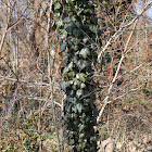 Ivy