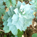 Myrtle spurge