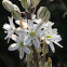 Sea squill