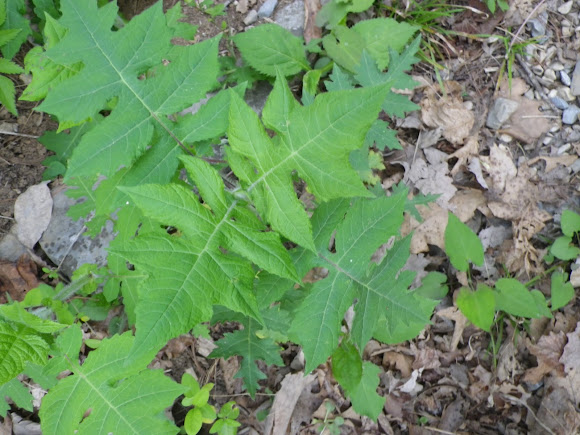 Spotting Image 1