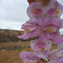 Palmer's Penstemon