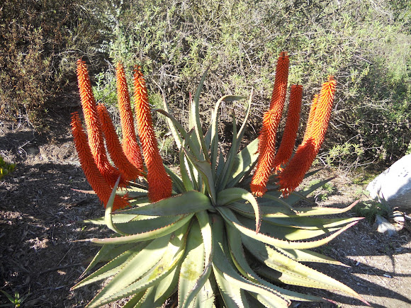 Spotting Image 1