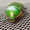 Anomala Scarab Beetle