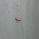 Worm