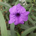 Britton's Wild Petunia