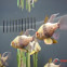 Pajama cardinalfish