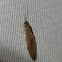 Brown Lacewing