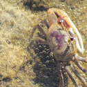 Fiddler crab