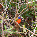 Painted Bunting