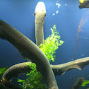 Electric Eel
