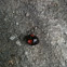 Unknown spotting