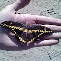 Giant Swallowtail