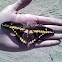 Giant Swallowtail
