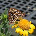 Gulf Fritillary Mating