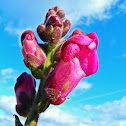 Snapdragon / Boca-de-leão