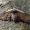 undetermined moth