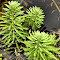 close mossy stuff.jpg