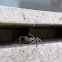 Jumping spider