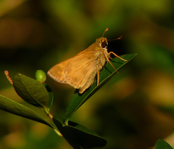 Spotting Image 1