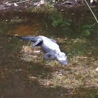 Alligator