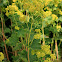 Lady's mantle