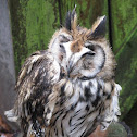 Long-eared Owl