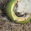 Honeyvine milkweed seed pod