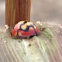 Lunate Ladybird