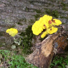 Scrambled Egg Slime Mold
