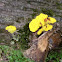 Scrambled Egg Slime Mold