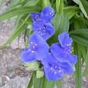 Spiderwort