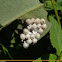 Unnidentified insect eggs (hatched)