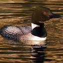 Common Loon
