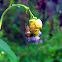 Crab Spider