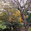 the tree in spring