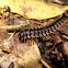 Flat-backed Millipede