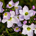 Cuckooflower (lady's-smock)