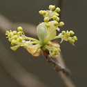 Sassafras Tree Flowers