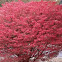 Burning Bush