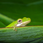 Green treefrog