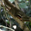 Plantain Squirrel