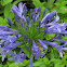 Agapanthus praecox