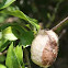 Preymantus egg sack