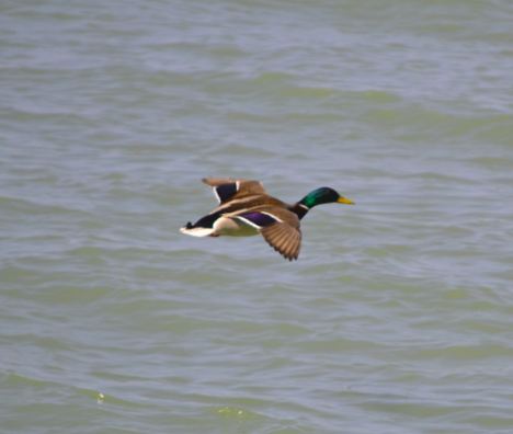 Spotting Image 1