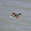Mallard