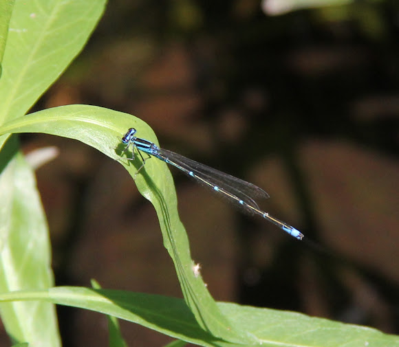 Spotting Image 1