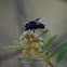 Bee ??
