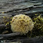 Moss